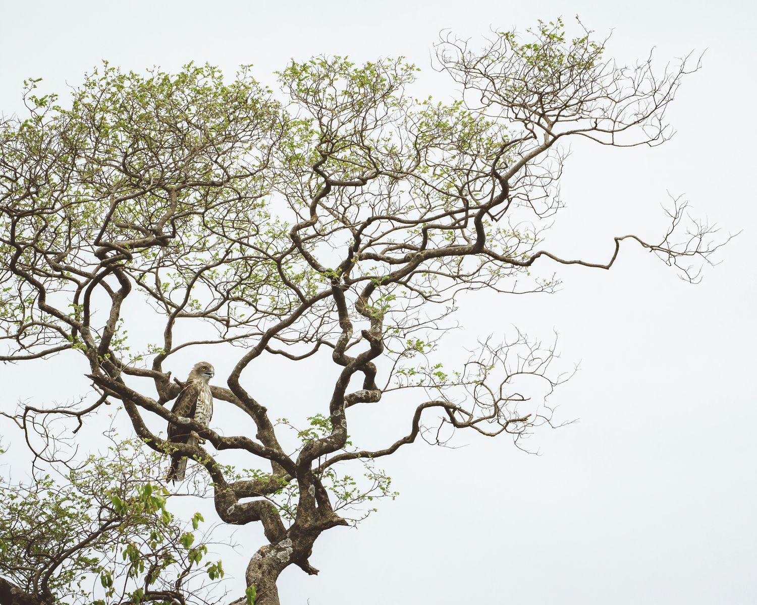 Short toe snake eagle (2)